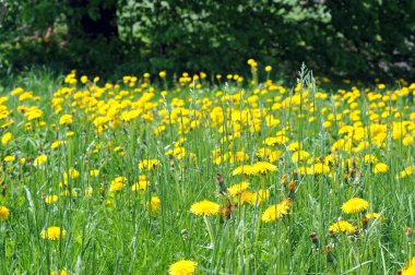 dandelions çiçeklenme