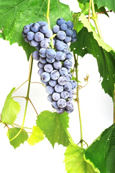 Кластер свежего винограда — стоковое фото