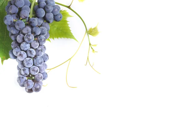 Racimo de uva fresca — Foto de Stock