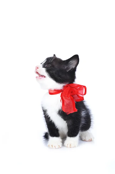 Küçük şirin kedi yavrusu — Stok fotoğraf