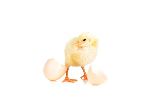 Chlupaté kuře — Stock fotografie