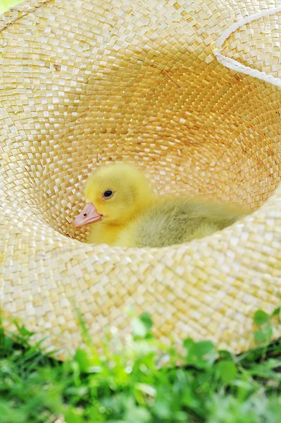 Fluffy duckling — Stock Photo, Image