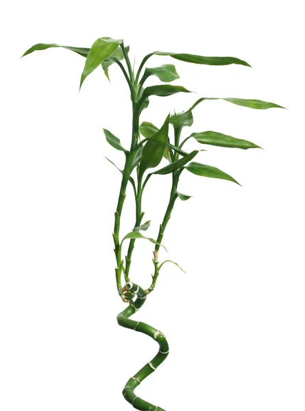 Genç yeşil bambu beyaz izole — Stok fotoğraf