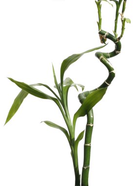 Young shoots of decorative bamboo clipart