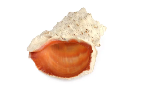 Морской моллюск изолирован на белом — стоковое фото