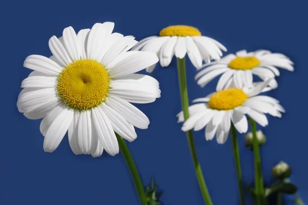 Daisy flowes izolované na modré — Stock fotografie