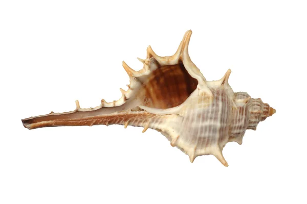 Диван из моллюсков морской цефалопод, изолированный на белом — стоковое фото