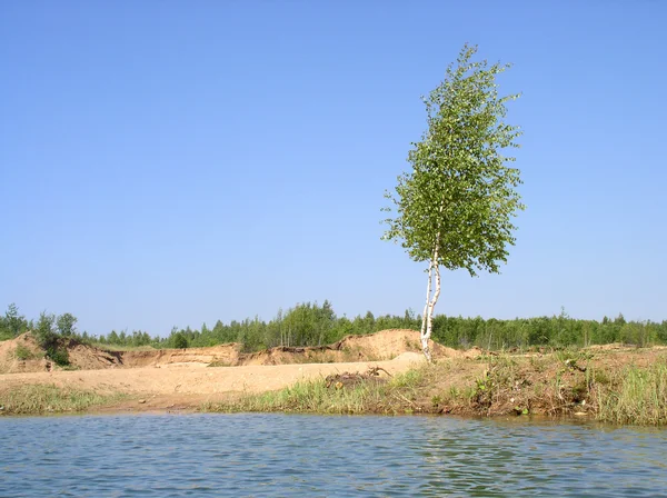 Young birch near summer lake — Stock Photo, Image