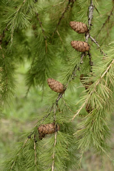 Ramo de larício com cones e agulhas verdes — Fotografia de Stock