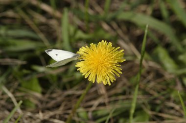 Karahindiba portre üzerinde oturan kelebek