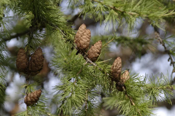 Pine κλαδιά δέντρου με κώνους και πράσινο βελόνες — Φωτογραφία Αρχείου