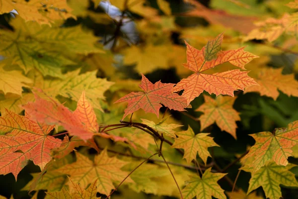 stock image Color autumn maple leaves in the forest