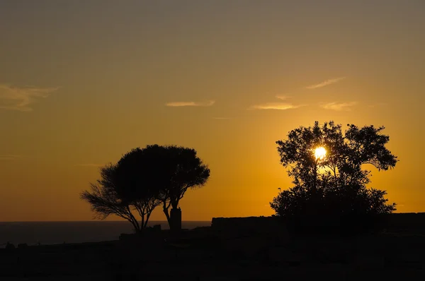 Solnedgång träd silhuetter — Stockfoto