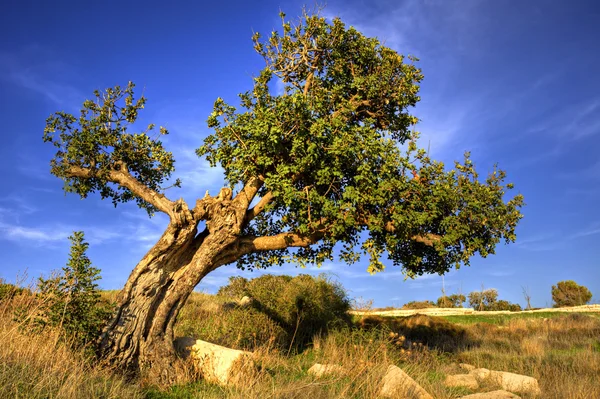 Eski keçiboynuzu ağacı — Stok fotoğraf