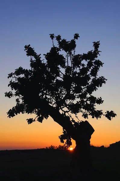 Solnedgång träd silhuette — Stockfoto