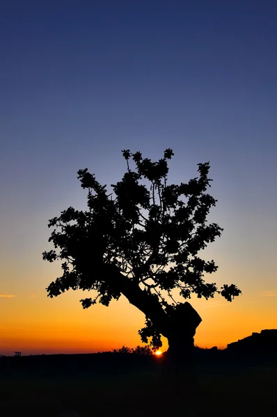 Pień drzewa słońca — Zdjęcie stockowe