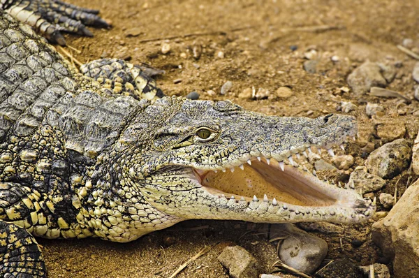 Crocodile Photos De Stock Libres De Droits