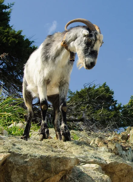 Гордая дикая коза — стоковое фото