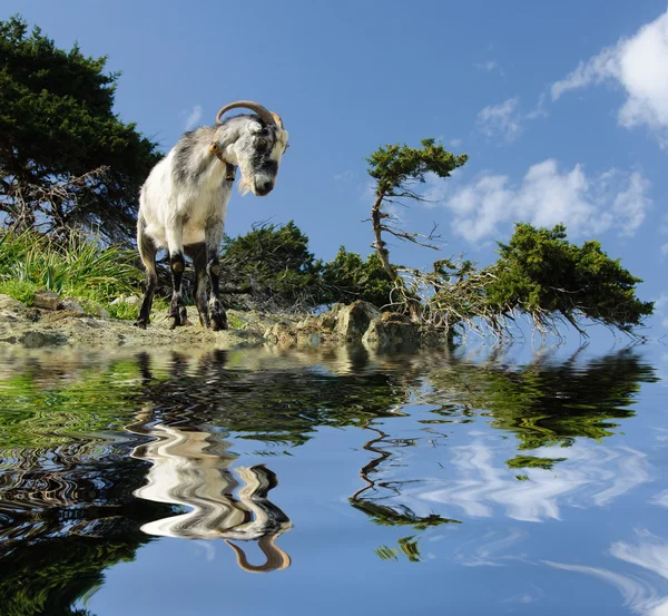 Дикая коза — стоковое фото