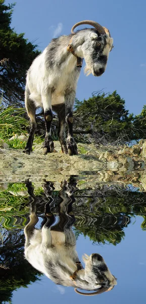 Wild goat Royalty Free Stock Images
