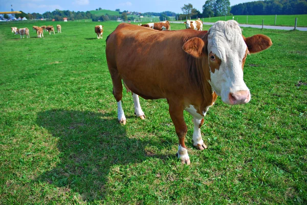 Корова на зеленом лугу Стоковое Фото