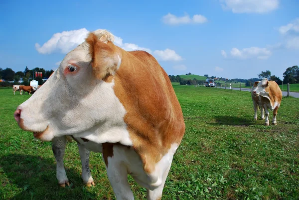 Krávy na louce Stock Snímky