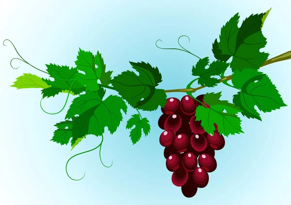Viinihappo — vektorikuva