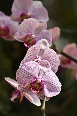 Orchid clipart