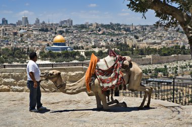 Camel and it's drover in Jerusalem clipart