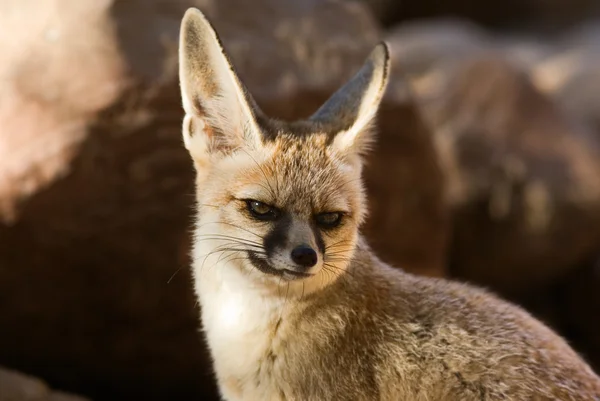 stock image Fennec