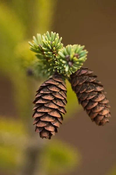 円錐形の fir 木の枝 — ストック写真