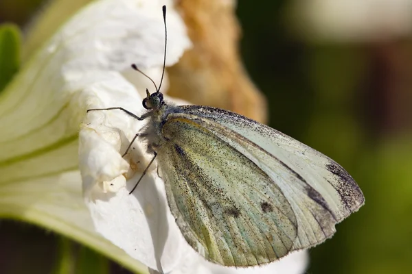 Witte kool vlinder — Stockfoto
