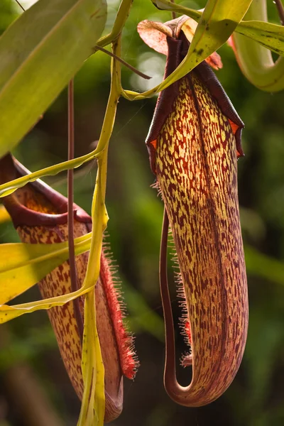 Stock image Predatory Plant