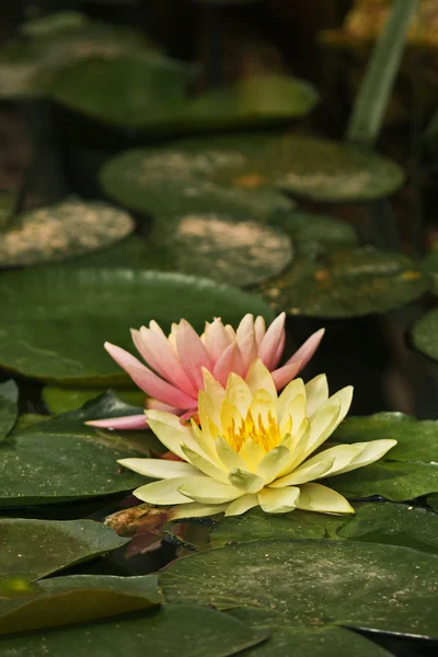 stock image Water Lilies