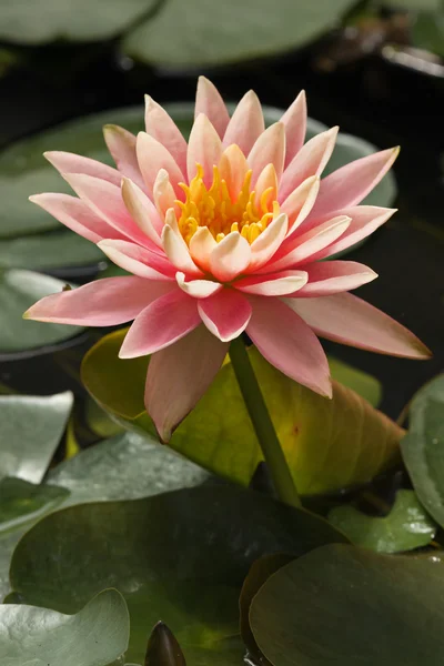 stock image Water lily