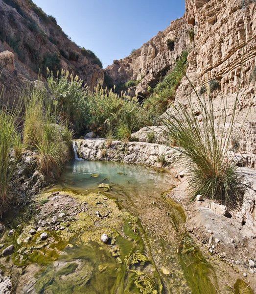 Primavera nel deserto del Negev — Foto Stock