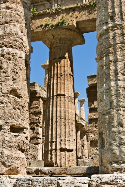 Hera tapınağın sütunları, paestum, İtalya — Stok fotoğraf