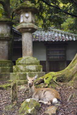 Deer in Kasuga Shinto Shrine clipart