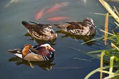 Mandarin ördekleri