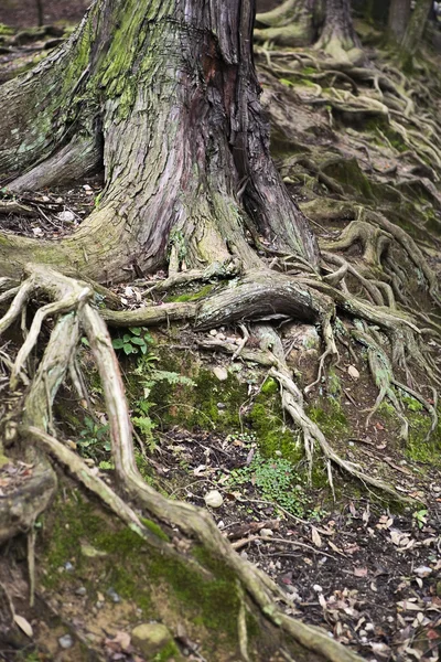 Old Tree Roots — Stock Photo, Image