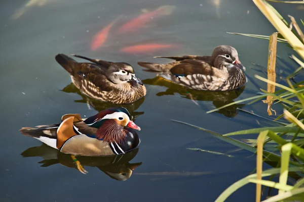 stock image Mandarin Ducks