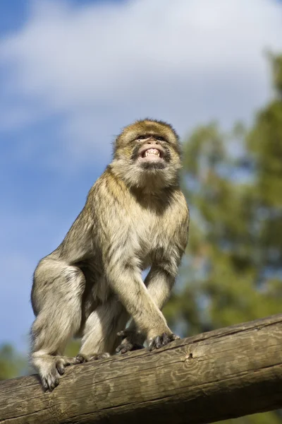 The Berberian Macaque Stock Photo
