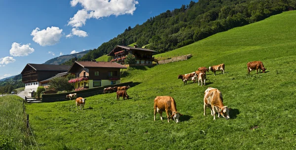 Tiroler landbouwgrond — Stockfoto