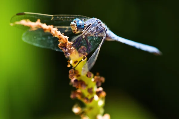 stock image Dragonfly