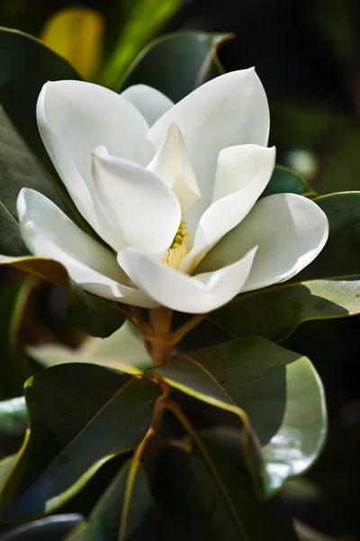 Magnolia Zdjęcie Stockowe