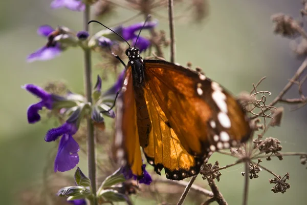 Farfalla monarca Fotografia Stock