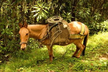 Horse in Cocora valley clipart