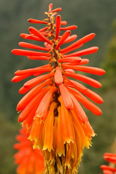 Tropisk blomst, Colombia - Stock-foto