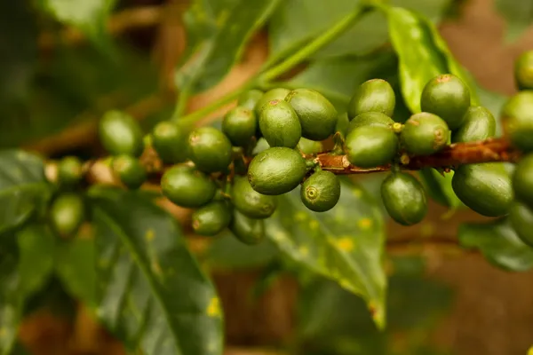 Καφέ φυτά να ωριμάσει — Φωτογραφία Αρχείου