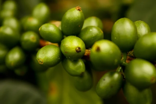 Plantes de café à maturité — Photo